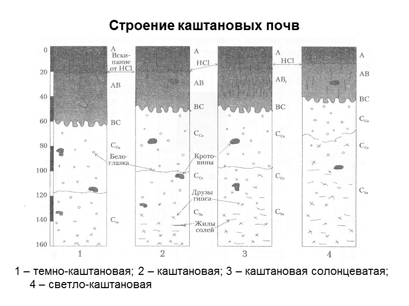 Строение каштановых почв 1 – темно-каштановая; 2 – каштановая; 3 – каштановая солонцеватая; 4